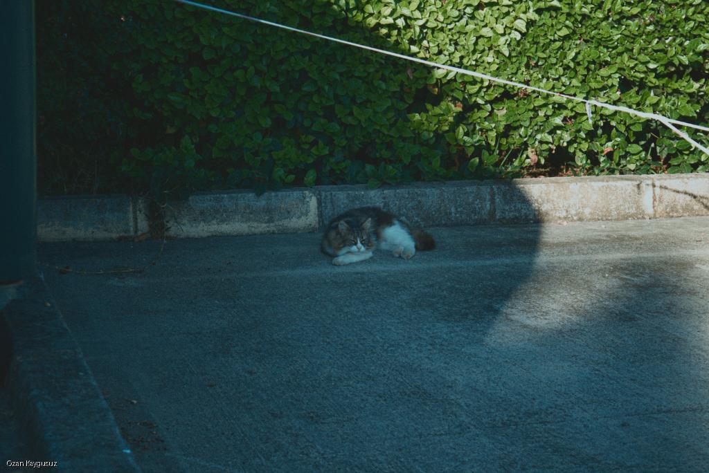 Hedge Path Watcher