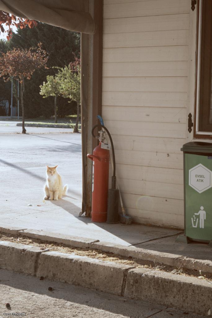 Alley Watch